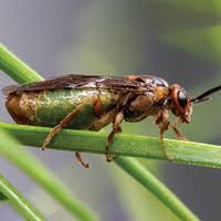 Attēlu rezultāti vaicājumam “Diprionidae cocoon”