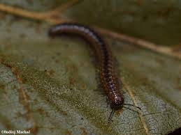 Attēlu rezultāti vaicājumam “Craspedosoma rawlinsi”