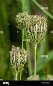 Attēlu rezultāti vaicājumam “Daucus carota subsp. carota fruit”