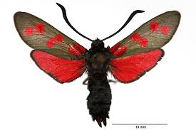 Attēlu rezultāti vaicājumam “Zygaena filipendulae”