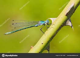 Attēlu rezultāti vaicājumam “Lestes dryas”