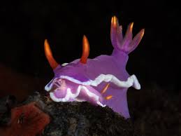 Attēlu rezultāti vaicājumam “Neocudoniella albiceps”