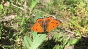 Attēlu rezultāti vaicājumam “Lycaena dispar female”
