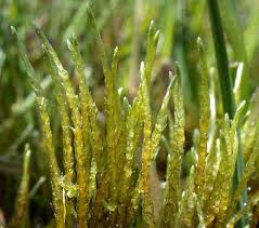 Attēlu rezultāti vaicājumam “Barbilophozia lycopodioides macro”