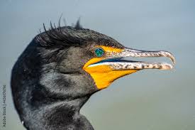 Image result for Phalacrocorax auritus