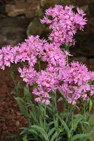 Image result for Pechnelke