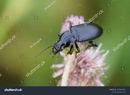 Attēlu rezultāti vaicājumam “Pterostichus melanarius”