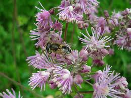 Attēlu rezultāti vaicājumam “Thalictrum aquilegifolium flower”