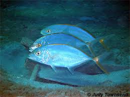 Image result for Caranx bartholomaei