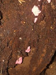 Attēlu rezultāti vaicājumam “Heterotrichia oerstedii (syn. Arcyria oerstedii) sessile”