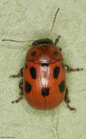 Attēlu rezultāti vaicājumam “Gonioctena viminalis”