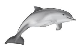 Image result for Tursiops truncatus