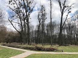 Attēlu rezultāti vaicājumam “Populus x petrowskyana”