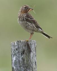 Image result for Anthus cervinus