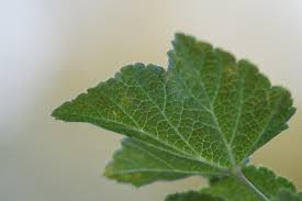 Attēlu rezultāti vaicājumam “Ribes rubrum leaf”