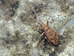 Attēlu rezultāti vaicājumam “Phytocoris varipes”