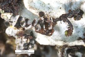 Attēlu rezultāti vaicājumam “Frullania fragilifolia macro”