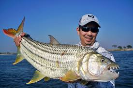 Image result for Goliath Tigerfish