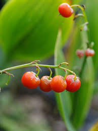 Attēlu rezultāti vaicājumam “Convallaria majalis fruit”