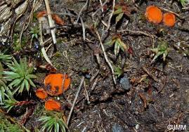 Attēlu rezultāti vaicājumam “Octospora humosa”