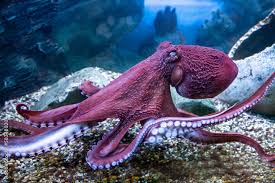 Image result for Enteroctopus dofleini