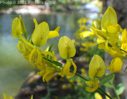 Image result for Genista tinctoria