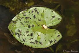 Attēlu rezultāti vaicājumam “Galerucella nymphaeae”