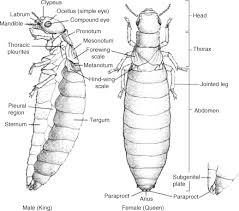 Attēlu rezultāti vaicājumam “Cricotopus male”