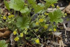 Attēlu rezultāti vaicājumam “Waldsteinia geoides flower”