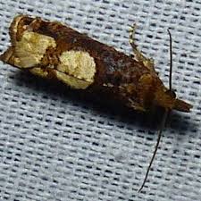 Attēlu rezultāti vaicājumam “Epinotia trigonella”