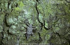 Attēlu rezultāti vaicājumam “Acanthocinus aedilis”