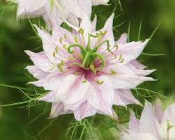 Image result for Nigella damascena