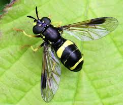 Attēlu rezultāti vaicājumam “Clitellaria ephippium”
