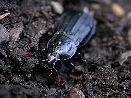 Attēlu rezultāti vaicājumam “Necrodes littoralis”