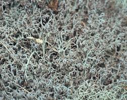 Attēlu rezultāti vaicājumam “Cladonia ciliata”