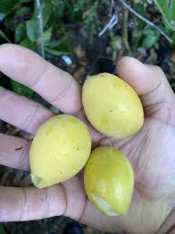 Attēlu rezultāti vaicājumam “Listera ovata fruit”