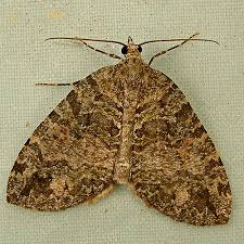 Attēlu rezultāti vaicājumam “Hydriomena furcata”