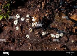 Attēlu rezultāti vaicājumam “Lasiosphaeria ovina”