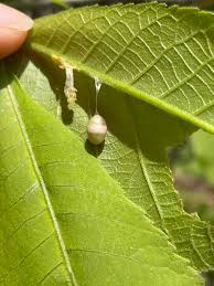 Attēlu rezultāti vaicājumam “Ichneumonidae cocoon”