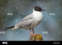 Image result for Chroicocephalus philadelphia