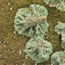 Attēlu rezultāti vaicājumam “Lepraria”