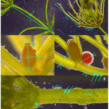 Attēlu rezultāti vaicājumam “Chara filiformis”