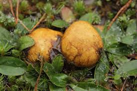 Attēlu rezultāti vaicājumam “Rhizopogon luteolus”