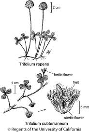 Attēlu rezultāti vaicājumam “Trifolium arvense fruit”
