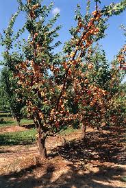 Attēlu rezultāti vaicājumam “Prunus armeniaca”