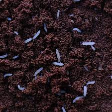 Attēlu rezultāti vaicājumam “Collembola”