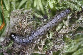 Attēlu rezultāti vaicājumam “Eudonia lacustrata”