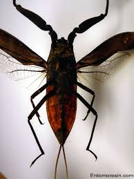 Attēlu rezultāti vaicājumam “Nepa cinerea nymph”