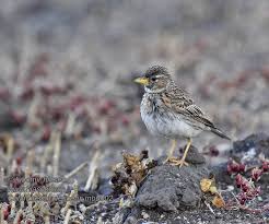 Image result for Calandrella rufescens