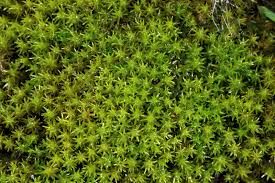 Attēlu rezultāti vaicājumam “Dichodontium pellucidum macro”